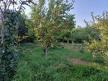 Продажа коттеджей и домов: Дом на Иссык-Куле!!! Продается просторный дом на участке 36 сотых at lalafo.kg — 36 Продажа коттеджей и домов: Дом на Иссык-Куле!!! Продается просторный дом на участке 36 сотых — 36