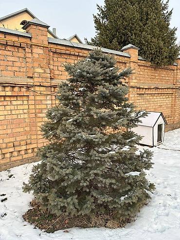 Декоративные деревья: Саженцы деревьев: Ели, Самовывоз — 4