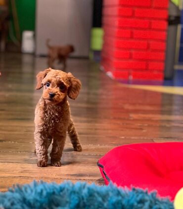 Psi: Nasa odgajivacnica se nalazi u Indjiji i bavimo se uzgojom pasa 15 — 7