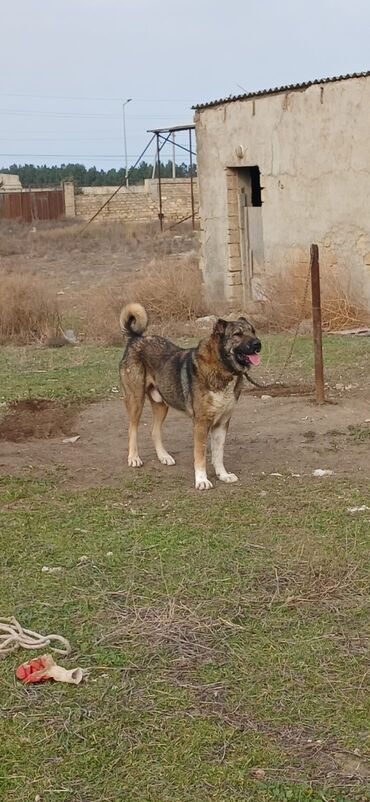 İtlər: Qurdbasar, 2 il, Erkek, Peyvəndli, Ödənişli çatdırılma — 2