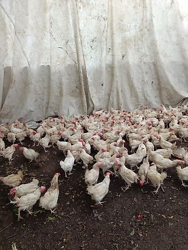 toyuq ucuz qiymete: Toyuq, Liqorin, Yumurtalıq, Ünvandan götürmə — 1