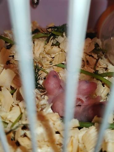 hamster near me: SATİLİR.5 balasi var qefes ustunde — 3