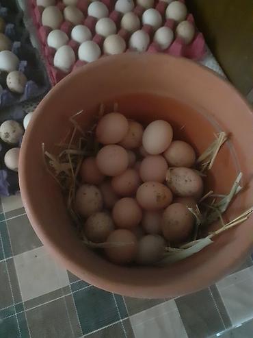 Toyuqlar: Toyuq, Damazlıq -da lalafo.az — 12 Toyuqlar: Toyuq, Damazlıq — 12