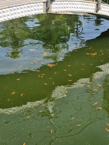 Balıqlar: Koi, Sülhsevər, Ünvandan götürmə -da lalafo.az — 13 Balıqlar: Koi, Sülhsevər, Ünvandan götürmə — 13