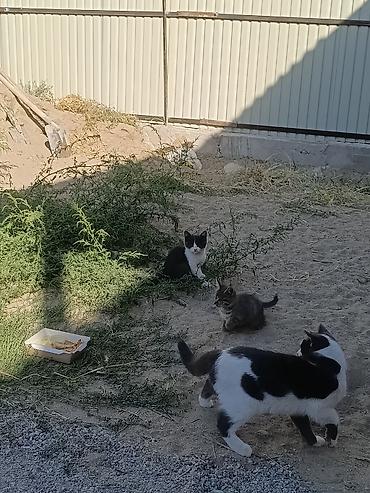 продам кошку: Котята — разноцветные, игривые, дворовые. - Окрас: тигровые серые — 1