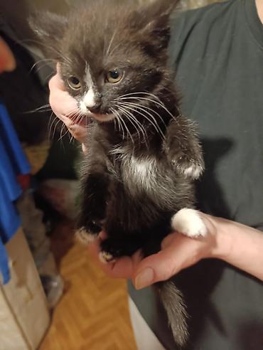 Отдам даром кошку: Котята девочки мальчики 1,5 месяца (серые мальчики, чёрно-белым — 11