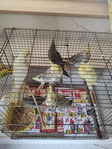 Tutuquşları: Korella tek tek erkey dişi Cüt Valnist qəfəs Valnist 15 Azn balasi — 23