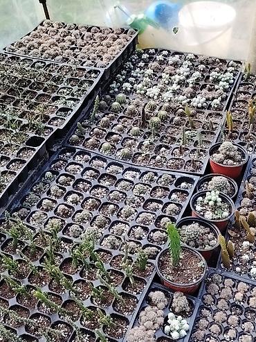 otlar: Satış: dekorativ bitkilər və tinglər - Açıq sahə üçün ekzotik — 8