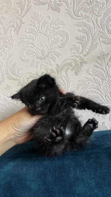 корм для кошек и котят: Мышык бекер берилет: Британ кыска жүндүү, 1 айлык, Эркек, Лотокко барууга үйрөтүлгөн