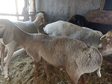 сколько пород собак в мире: Сатам | Ургаачы кой (ургаачы), Козу, Кочкор (эркек) | Аргын | Союуга | Бычылган, Жасалма жол менен боозутуу, Ургаачы