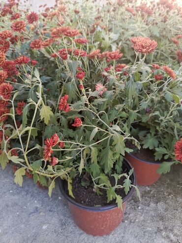 bitki toxumlarinin satisi: Qırmızı xrizantema – qablarda - Növləri: Payızda bol çiçək açan