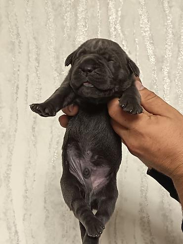 çopan itler: Kane-Korso, 1 ay, Erkək — 2