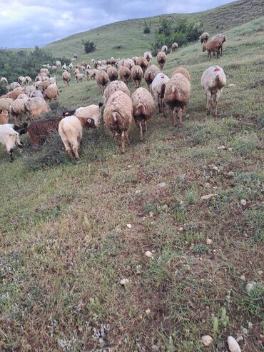 Qoyunlar, qoçlar: Dişi, il: 1, Damazlıq