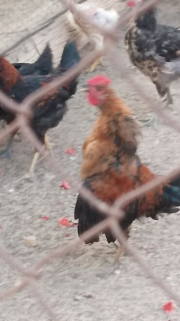 приют для животных в баку адрес: 4 dene kend becesi biri 8 manata Maşallah hamsı saglamdır catırılma
