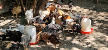 cins ineklerin qiymeti: Toyuq, Damazlıq, Pulsuz çatdırılma
