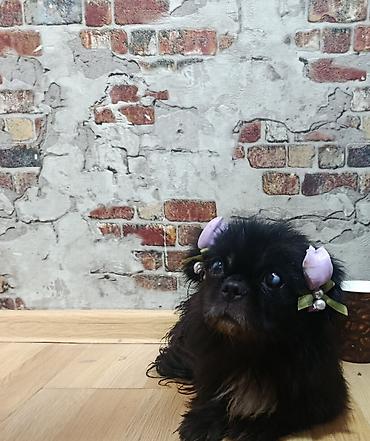 pekines itler: Pekines, Dişi — 3