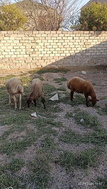 sort qoyunlar: Quyruqlu ətlik qoyunlar – sürü halında - Cins tipi: yerli quyruqlu — 3