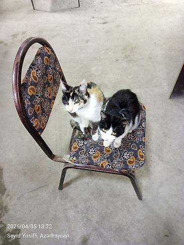 Pişiklər: Yaxşı əllərə — 4