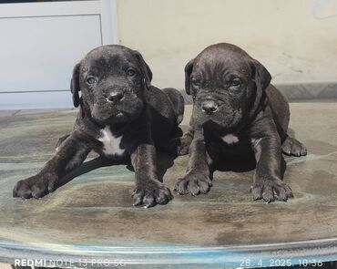 ogrlice sa imenom za pse: Cane Corso Crno musko Tigrasti muski crni zenski sa pedigreom ili