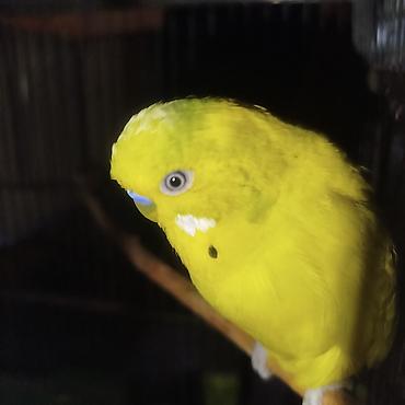cütlük: Təmiz qan çex quşları hazır cüt və balar — 9