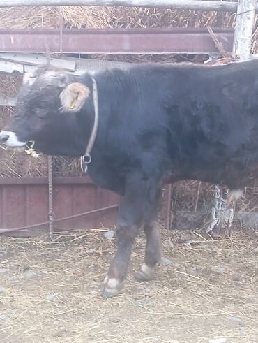 сельскохозяйственные животные продажа: Продаю | Бык (самец), Музоо, торпок | Швицкая | На забой, Для разведения, На откорм | Осеменитель, Племенные