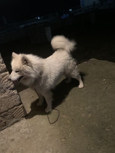 it tüklü: Samoyed, 1 il, Erkek, Peyvəndli, Ünvandan götürmə