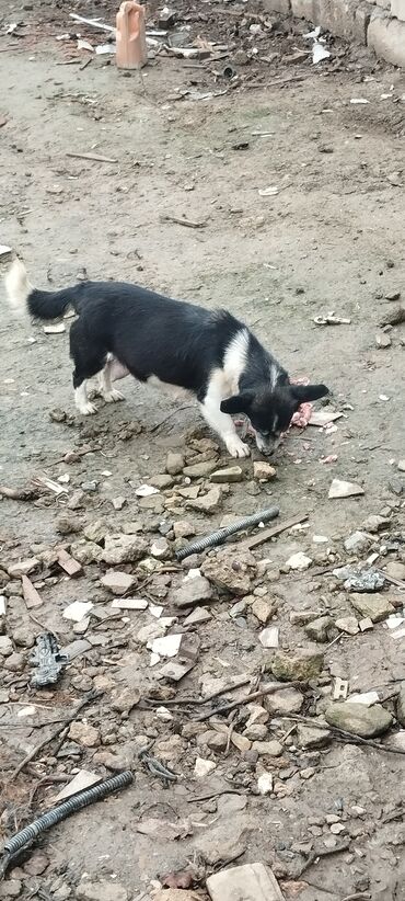 İtlər: Zvanoklar tam sağlam 40 günlük Binəqədidə şir erkek dişi var — 9