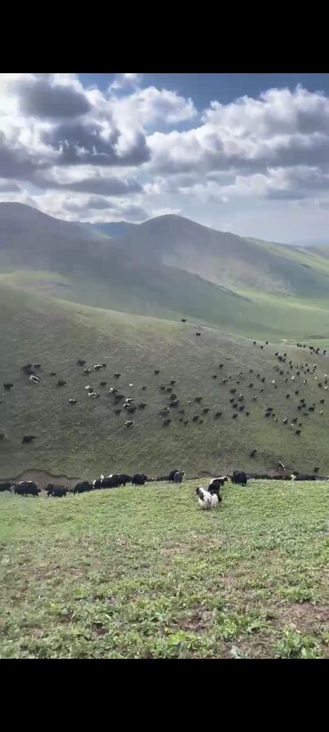 бык самец: Продаю топоз 
огуз
бука
мамалак
инек ургачы
тай мамалак
кунан бука