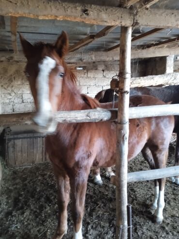 Лошади, кони: Продаю | Жеребенок — 10