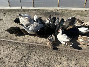 Ördəklər: Salam Aleykum Satılır Ördək Qaz Ördək Cücəsi Toyoq 36 Ədəd Lal Ördək — 21
