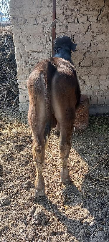 Коровы, быки: Продаю | Бык (самец) | Швицкая | На откорм — 8