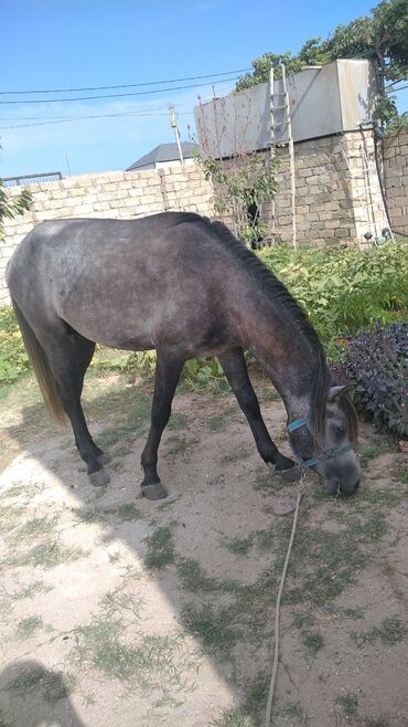 at sekileri: Erkek atdı 5 yaşı var həm yorğa gedir həmdə çaparağ istyen ətraflı zeg