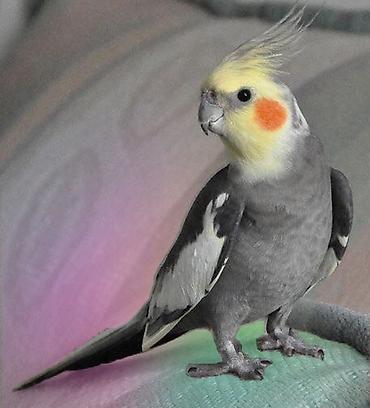 yem satışı: ✨ Seri rəngli hazır elquşları satışda! 🐦✨ Fərqli rənglər və gözəl — 3