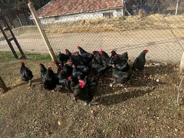 Toyuqlar: Australorp Cəm 23 Heyvandır 19 Toyuq Yumurtlayan 4 Damazlıq Xoruz — 8