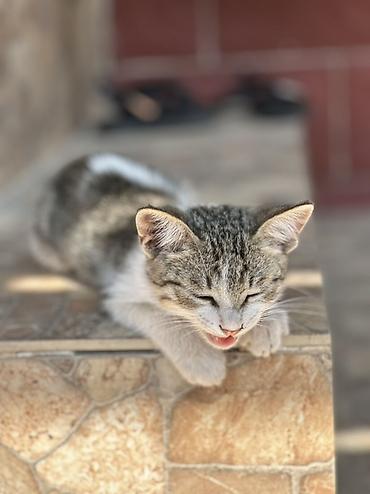 коён ош: 🐱 Отдам котят в добрые руки БЕСПЛАТНО! Даром 😔💔. Очень срочно! Ищем — 2