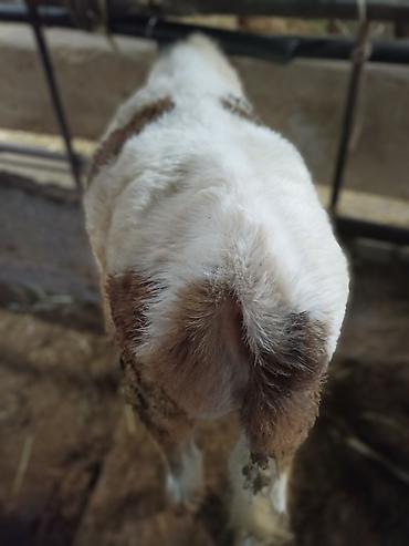 Коровы, быки: Продаю | Бык (самец) — 7