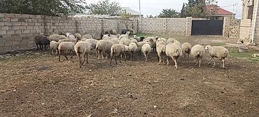 bordaq qoyun: 56 heyvandı onun 1 qoçdu 3 keçidi 5 iri çölə gedən quzudu 6 dişi — 2