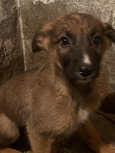 овчарка малинуа цена: Ит бекер берилет: Овчарка, 2 айлык, Ургаачы