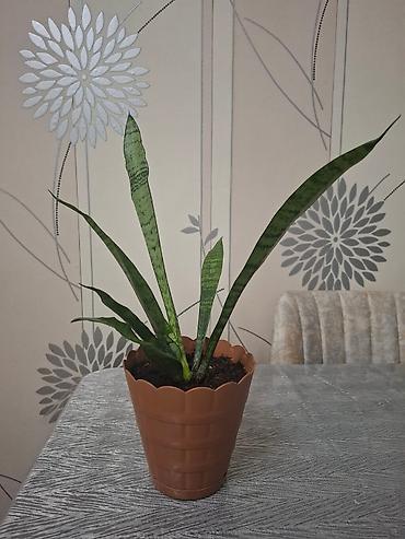 dibcek: Sansevieria (Qayın dili) – otaq bitkisi 2 ölçüdə var.Böyuk olan 55 sm — 5