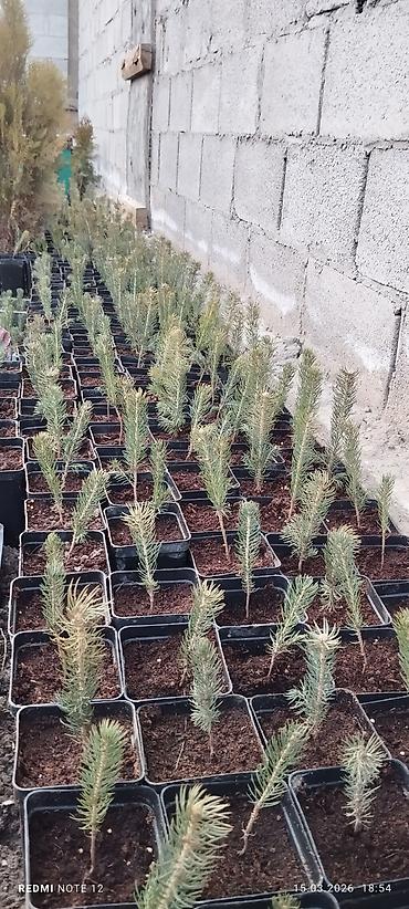 Ель: Голубой ел көчөттөрү . 600 шт даяр горошокто . 350 сомдон . баарын at lalafo.kg — 1 Ель: Голубой ел көчөттөрү . 600 шт даяр горошокто . 350 сомдон . баарын — 1