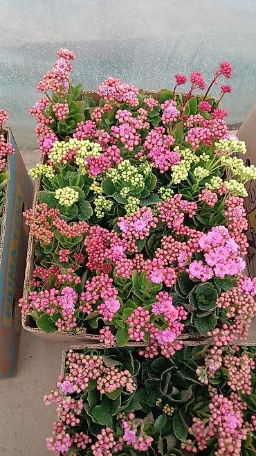 Фиалки и глоксинии: Продаю только оптом цветы из Узбекистана.глоксинии фикусы — 19