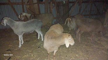 кукуруза купить початки: Продаю | Баран (самец) | Для разведения | Ярка — 2