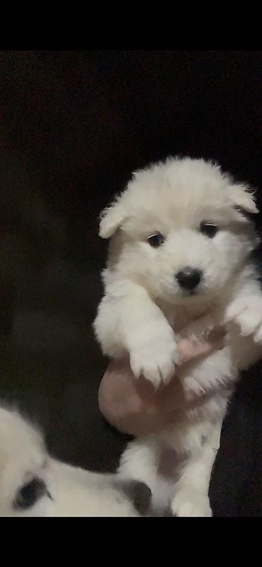 İtlər: Samoyed — 10