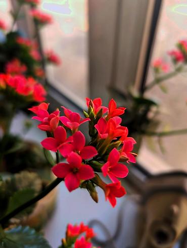 Google: Google Pixel 8 Pro, Б/у, 128 ГБ, цвет - Черный, 2 SIM, eSIM — 6