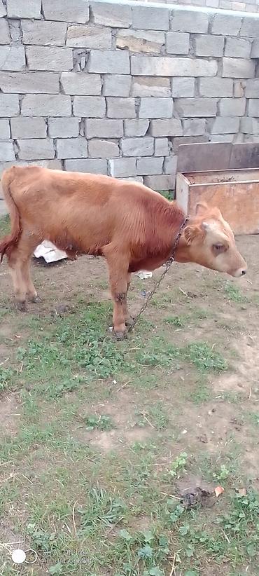 pitbul satisi: Erkəy dana Satılır 5-6 aylıq di real alıcıya yol pulu keçər — 7