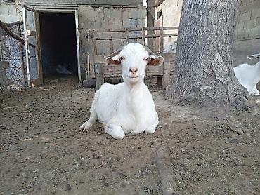 Козы, козлы: Продаю | Коза (самка) | Для молока | Племенные — 16