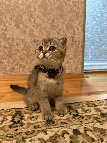 шотландский вислоухий котенок: Шотладская вислоухая