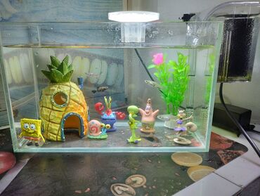 аквариум рыба: Продаю аквариум с оборудованием