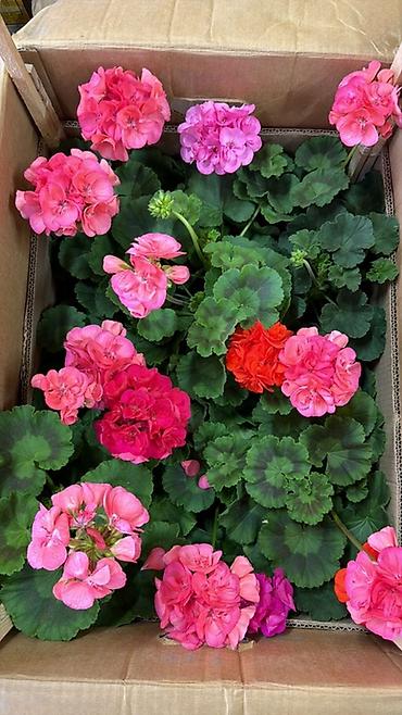 Герани и пеларгонии: Комнатные цветы в горшках — ассортименты расцветок - Цикламен — 9