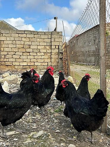 Quşlar: Salam avstroloq mayalı yumurtası sifariş qəbul olunur ünvan Binə — 6